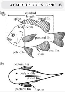 A drawing of a fish, showing the fins.