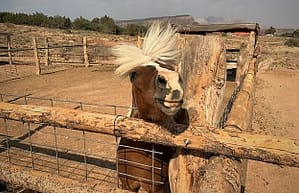 A pony approaches a fence looking for carrots. His nose and lips are pointed toward the camera (me) and his white bangs are whipping in the wind.