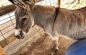 A donkey at the petting zoo stands quietly near the fence with its ears perked forward.