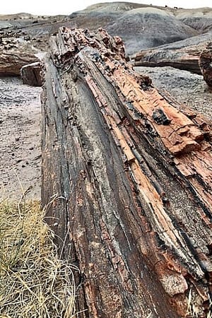 A Log of Petrified Wood