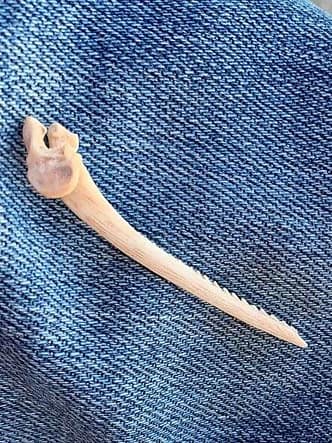 A fish bone