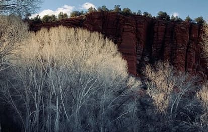 February in Arizona, and the white-barked trees are bare. Behind this round white bush of a naked tree, is a huge red hillside, offering contrast.