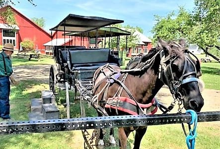 Amish Horse Carriage
