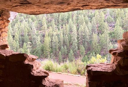 This is the view the Native Americans would have seen from their living space: Pine trees framed by the opening of their cave in the hillside.