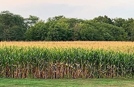 Tall corn with yellow tassels