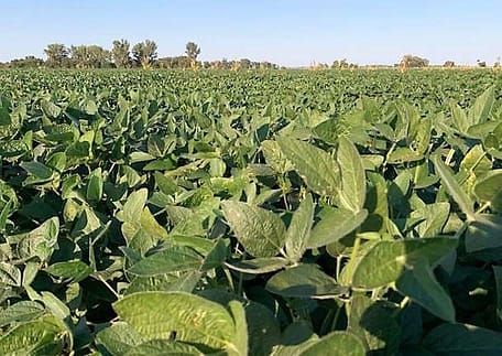 A field of soybean plants