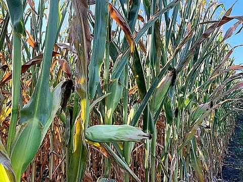 A row of corn stalks with one ear of corn sticking out at a ninety degree angle