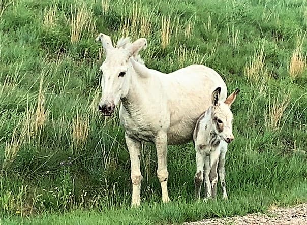 Mama and Baby Donkey by the roadside. Both of them are white, but the baby has grey spots.