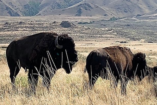 Two buffalo grazing near the road, with an open range behind them. Beyond that, the hillside rises up.